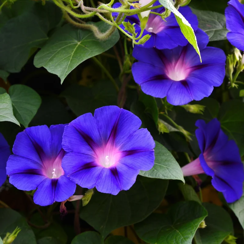 Ipomoea 'Grandpa Ott'