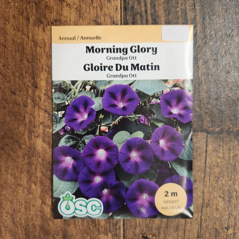 Ipomoea 'Grandpa Ott'