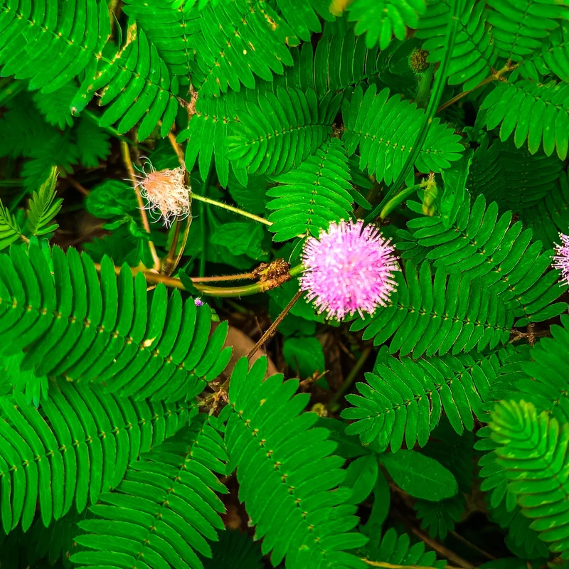 Plante Sensible 'Mimosa Pudica'