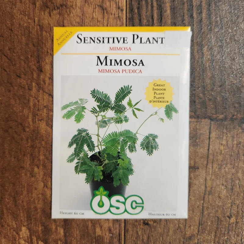 Plante Sensible 'Mimosa Pudica'