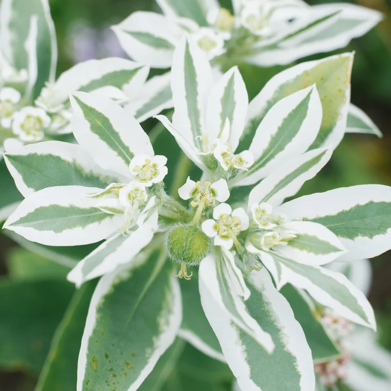 Euphorbe 'Givre d'Été'