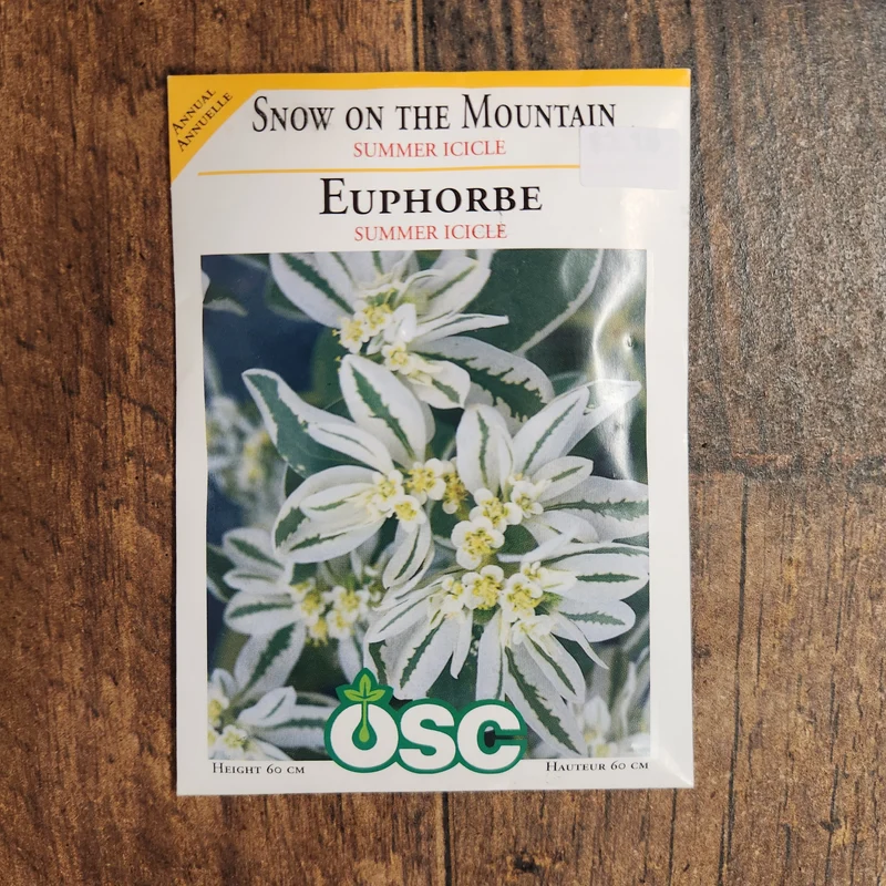 Euphorbe 'Givre d'Été'
