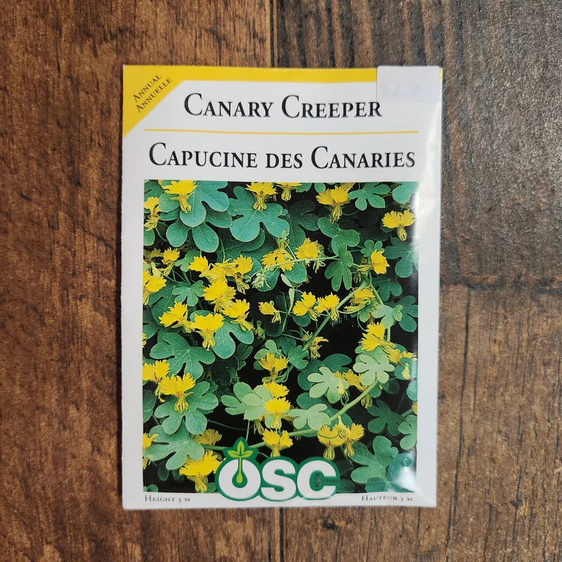 Capucine grimpante 'Canary Creeper'