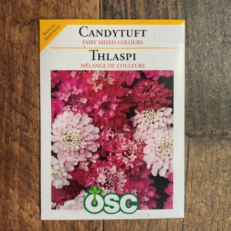 Thlaspi 'Mélange de Couleurs Féerique'