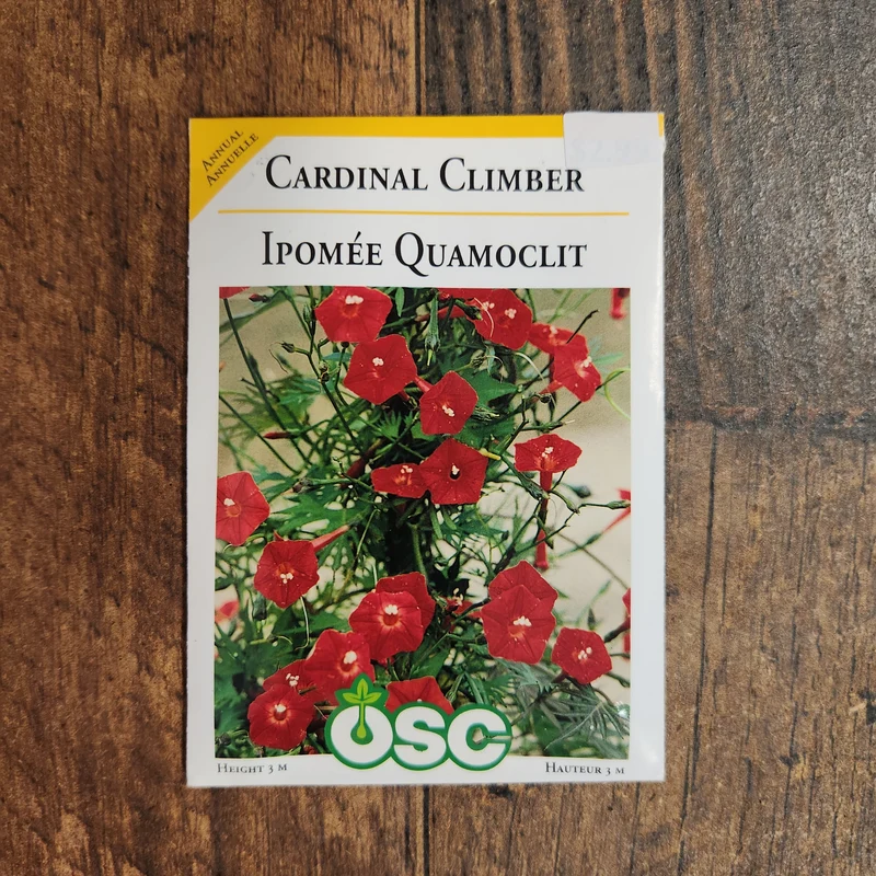Ipomoea 'Crimson Rambler'