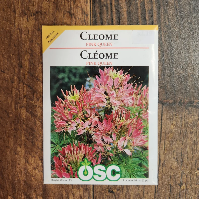 Cléome 'Reine rose'