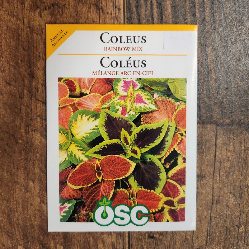 Coleus Mélange Arc-en-Ciel