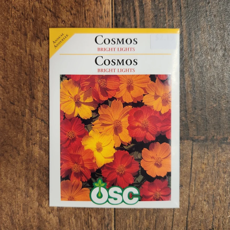 Cosmos 'Bright Light'