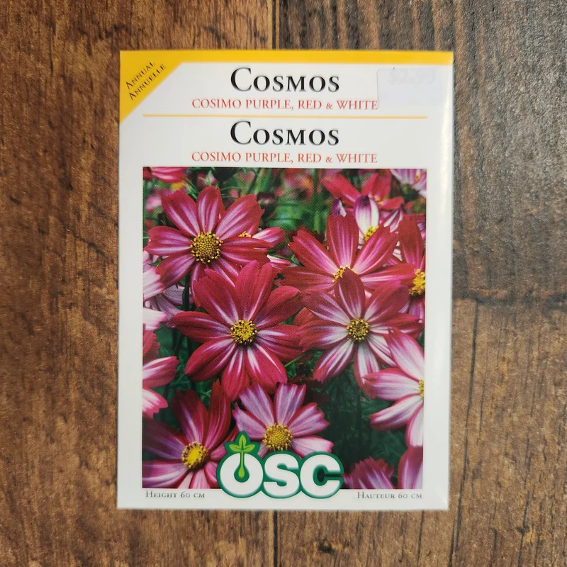 Cosmos mélange mauve, rouge et blanc
