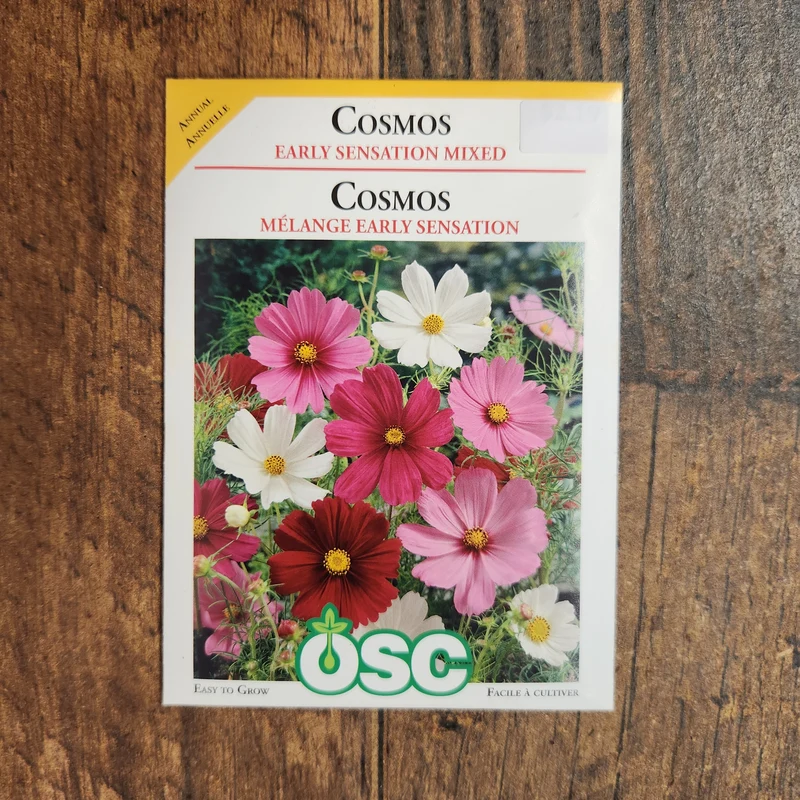 Cosmos mélange 'Early Sensation'
