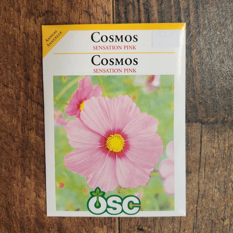 Cosmos 'Sensation' rose
