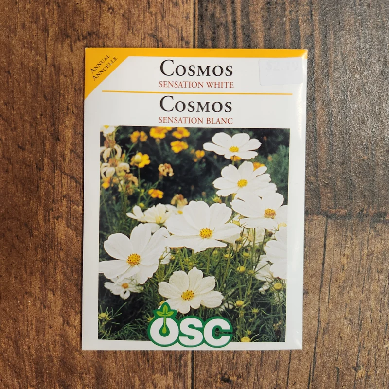 Cosmos 'Sensation' blanc