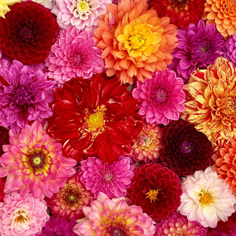 Dahlia Hybrides Nains 'Unwins'