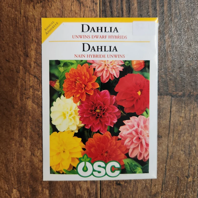 Dahlia Hybrides Nains 'Unwins'