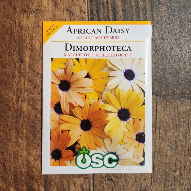 Marguerite africaine 'Aurantica Hybride'