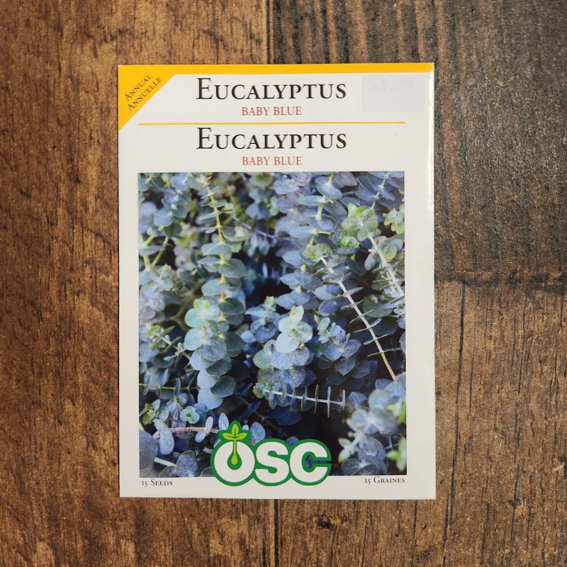 Eucalyptus 'Baby Blue'