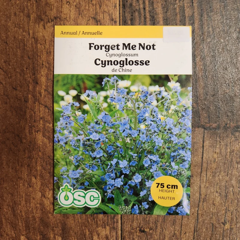 Cynoglossum de Chine