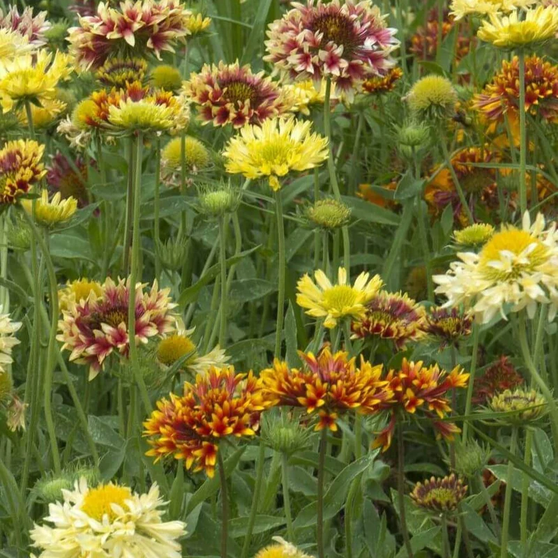 Gaillarde 'Mixte Picta Doubles'
