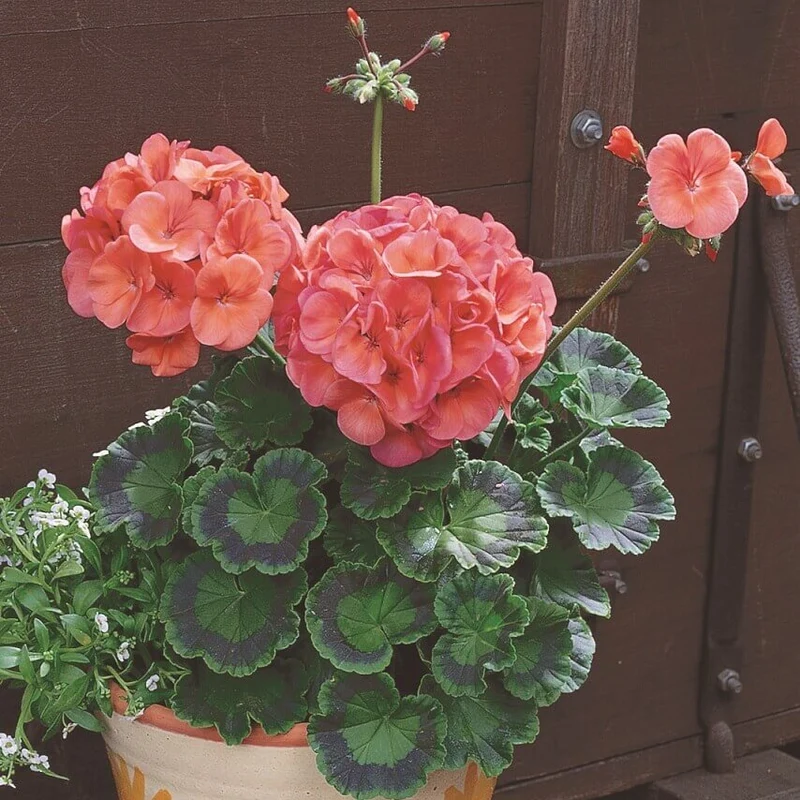 Géranium 'Maverick Corail'