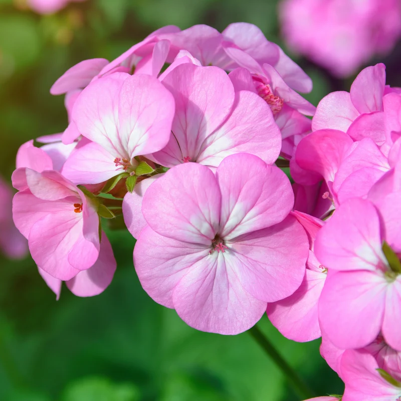 Géranium 'Maverick Pink'