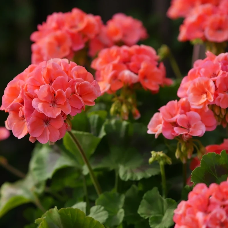 Géranium 'Maverick Saumon'