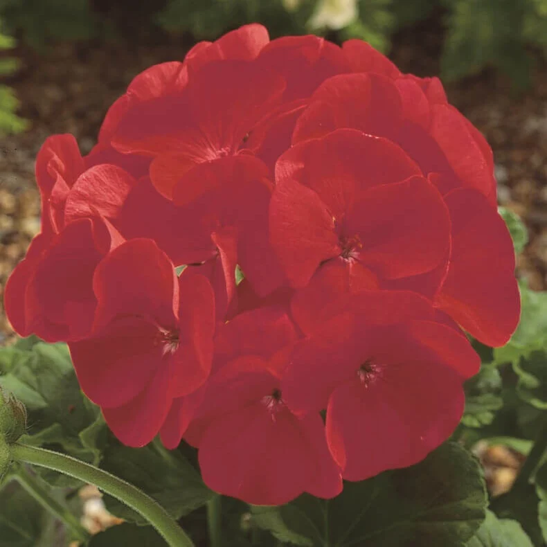 Géranium 'Maverick Écarlate'