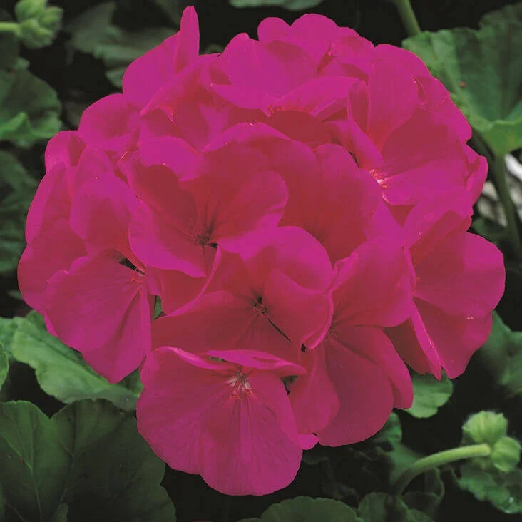 Géranium 'Maverick Violet'