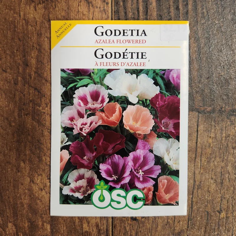 Godétia 'Azalée Fleurie'