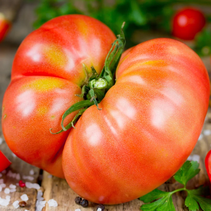 Tomate 'Big Beef plus'