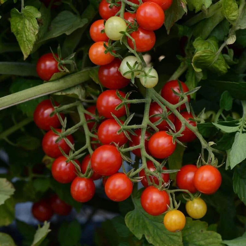 Tomate 'Candyland'
