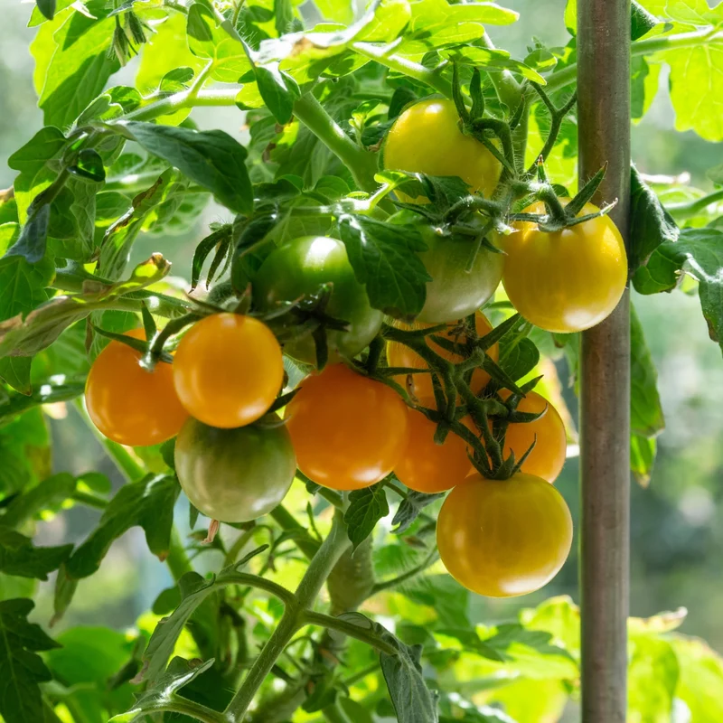 Tomate 'Tombling Tom' Jaune