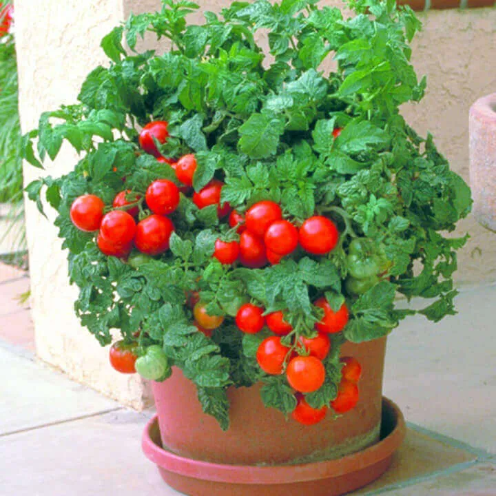 Tomate 'Patio'