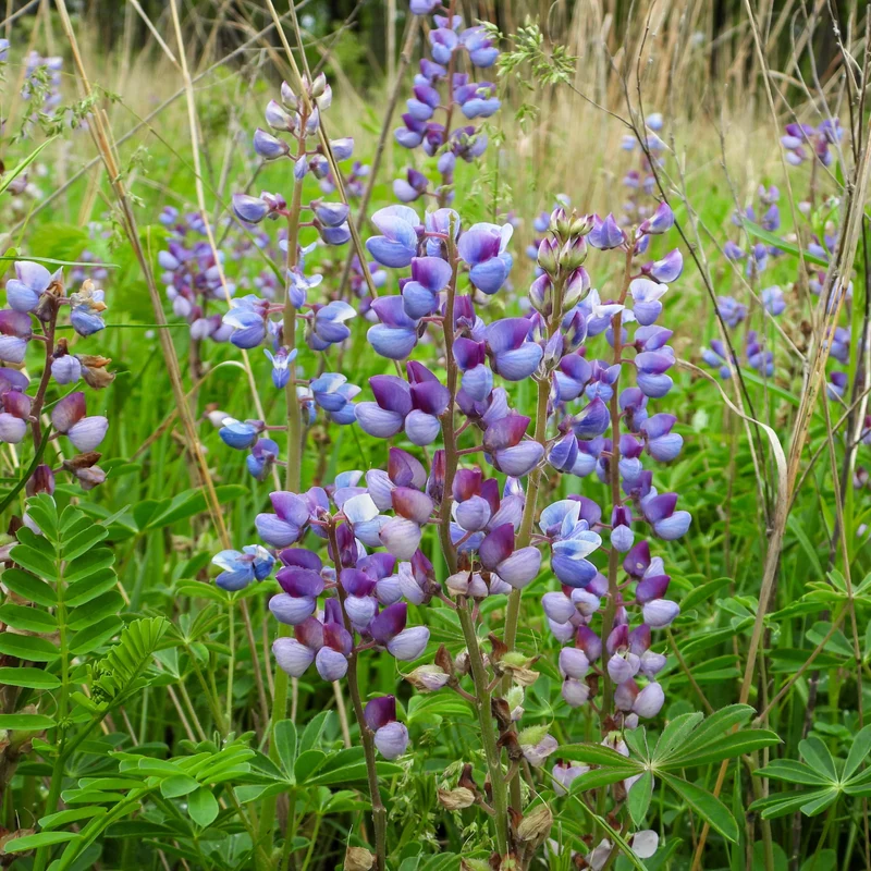 Lupin Sauvage