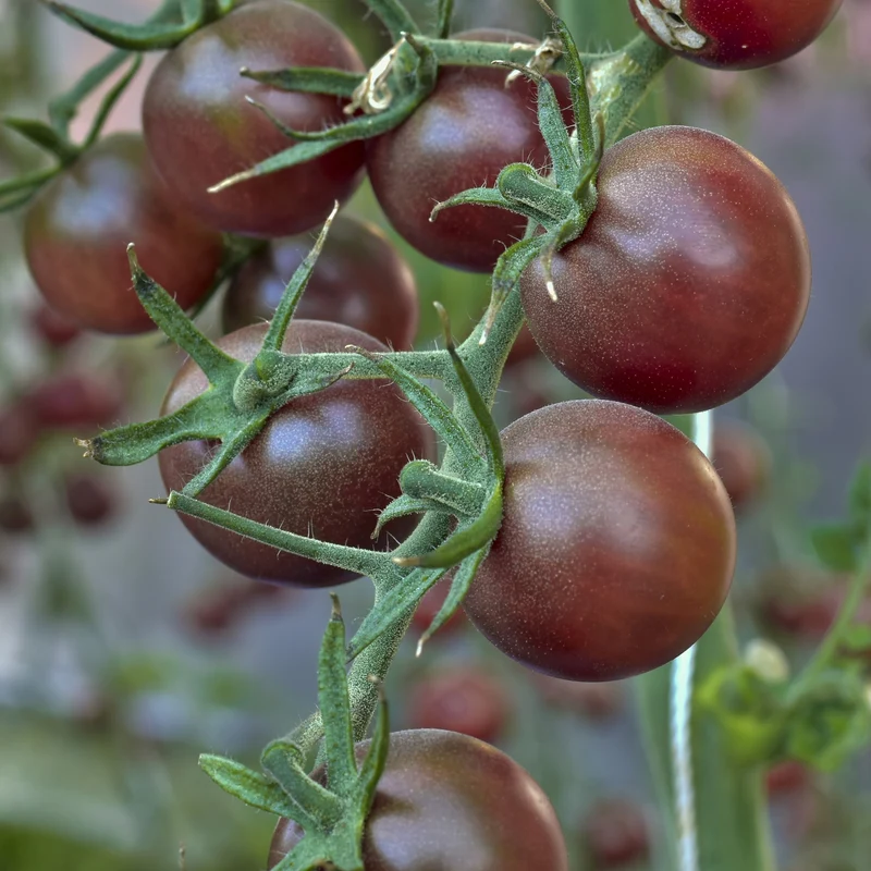 Tomate Cerise Chocolatée
