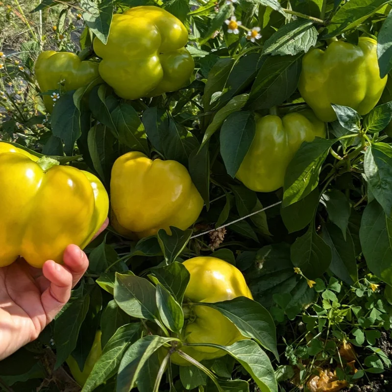 Poivron jaune du POC ( Capsicum annuum )