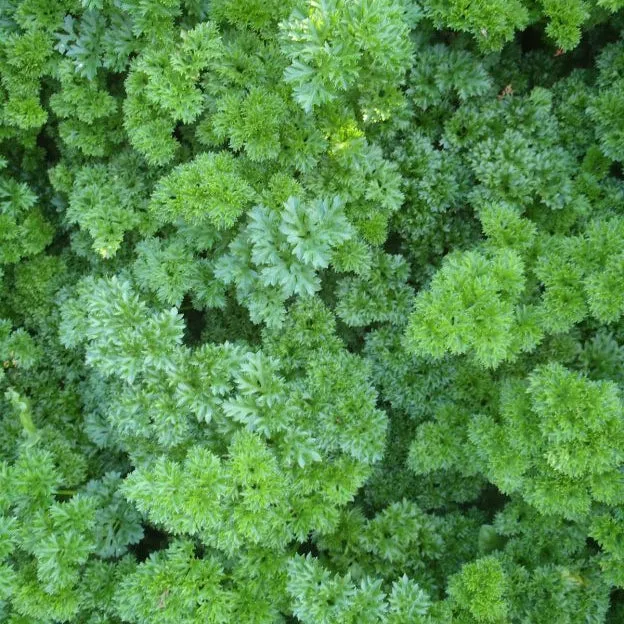 Persil frisé vert forêt ( Petroselinum crispum )