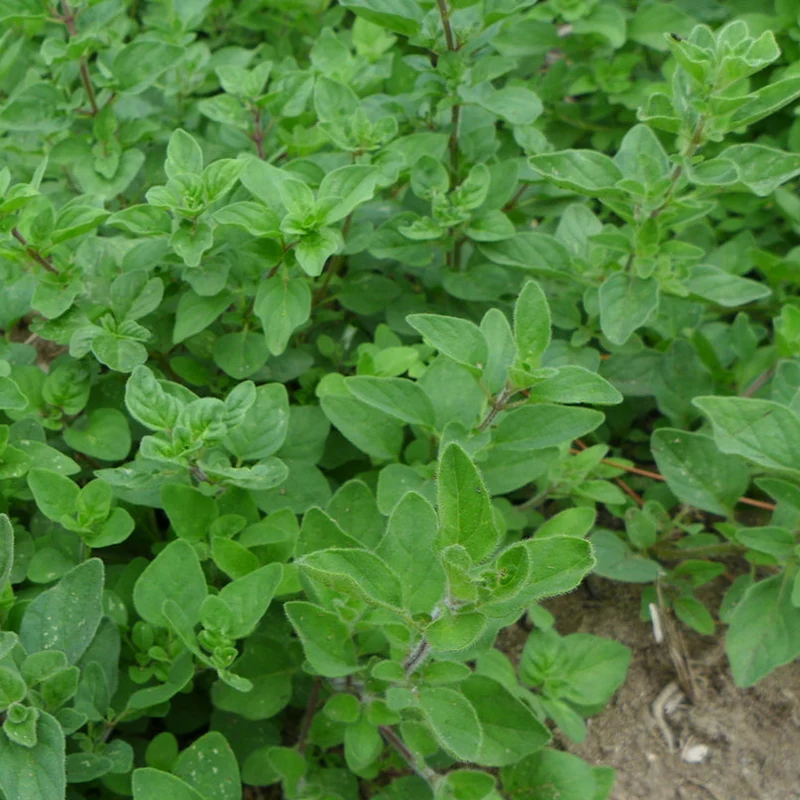 Origan ‘grec’ ( Origanum vulgare subsp. hirtum )