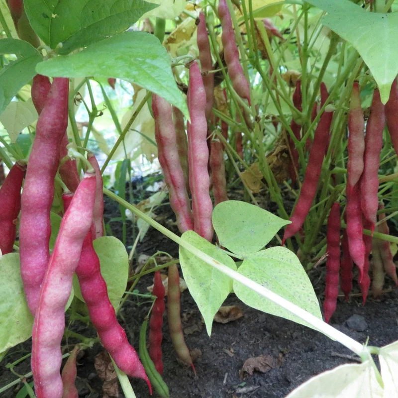 Haricot ‘Red Peanut’ ( Phaseolus vulgaris )