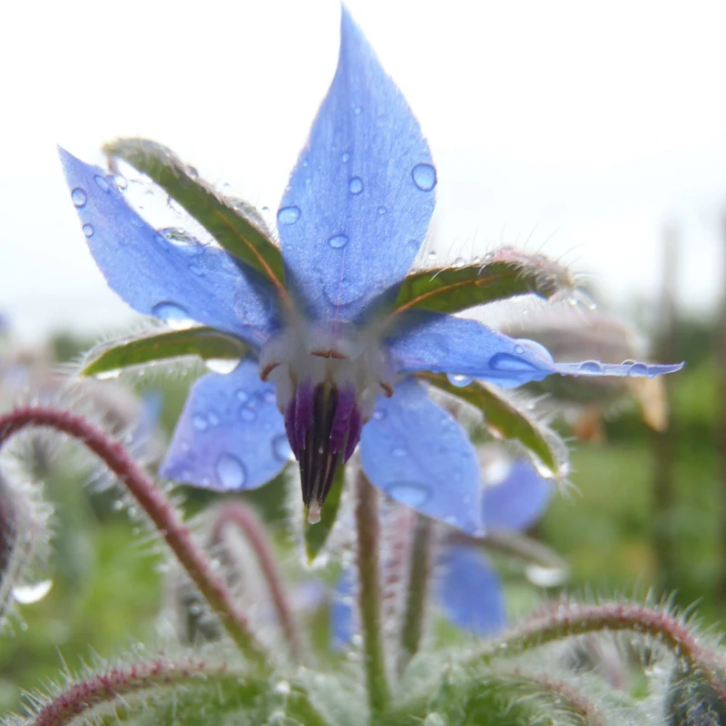 Bourrache ( Borago officinalis )