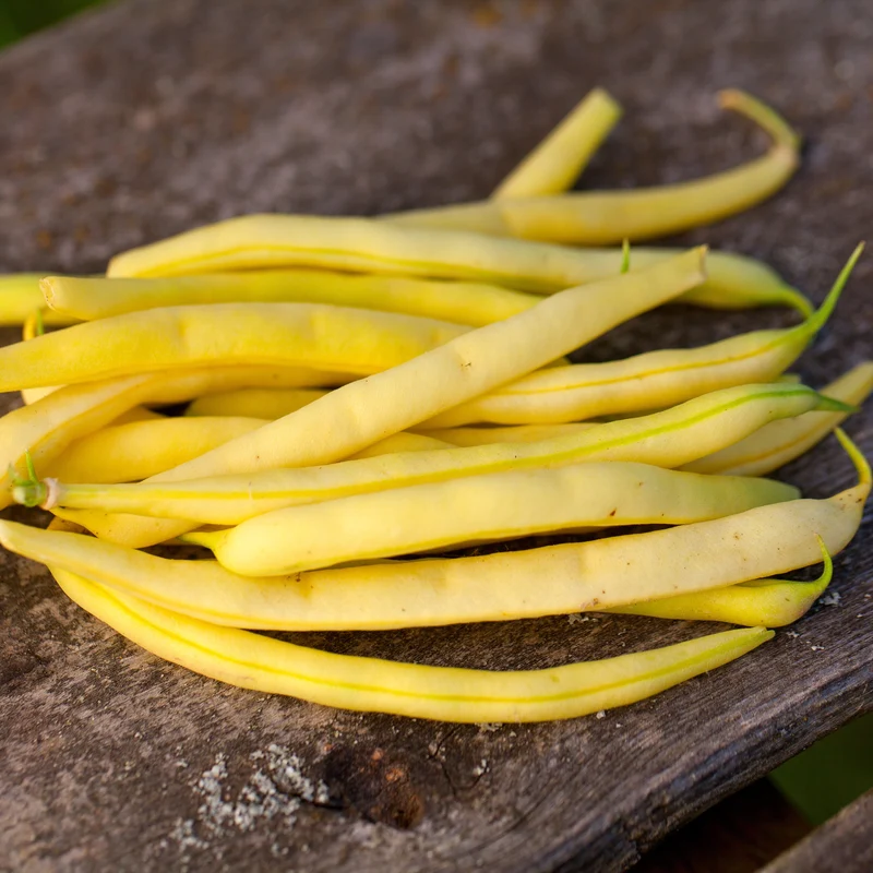 Haricot ‘Grandma Nellie's Yellow Mushroom’ ( Phaseolus vulgaris )