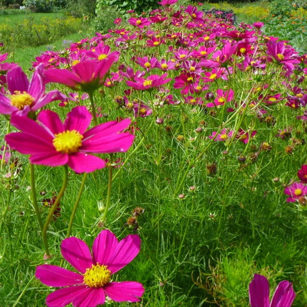 Cosmos tetra ‘Versaille’ ( Cosmos bipinnatus )