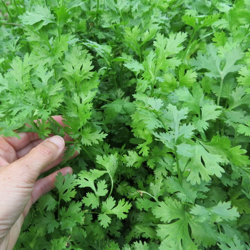 Coriandre ‘Calypso’ ( Coriandrum sativum )