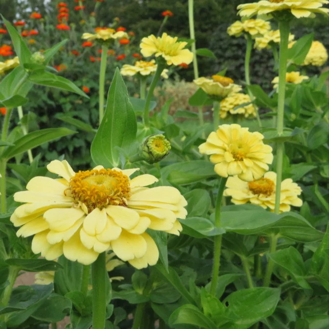 Zinnia ‘Isabellina’ ( Zinnia elegans )