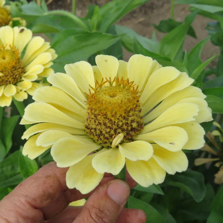 Zinnia ‘Isabellina’ ( Zinnia elegans )