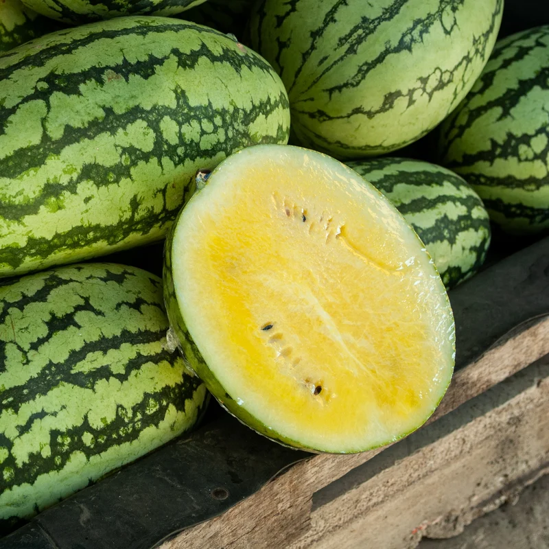 Melon d'eau jaune 'Sweet Siberian'