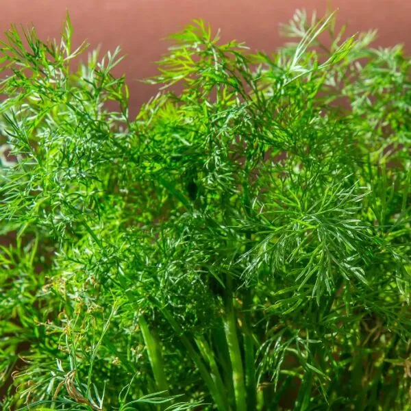 Aneth 'Aneto' (Anethum graveolens)