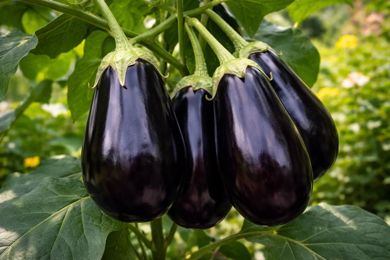 Aubergine 'Black Beauty' (Solanum melongena)