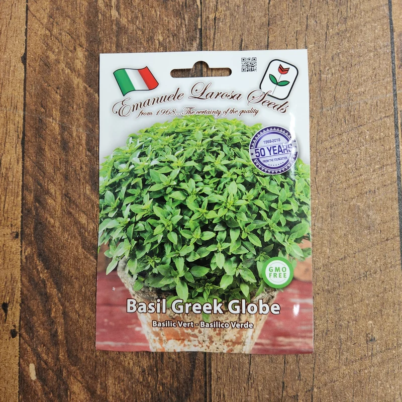 Basilic à petites feuilles 'Greek Globe' (Ocimum basilicum)
