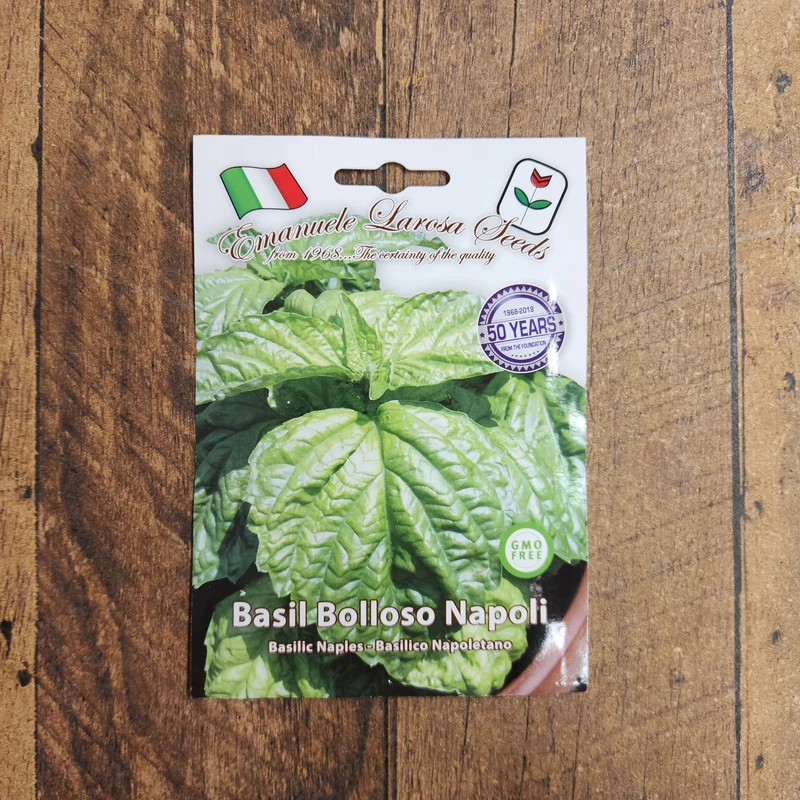 Basilic 'Bolloso Napoletano' (Ocimum basilicum)