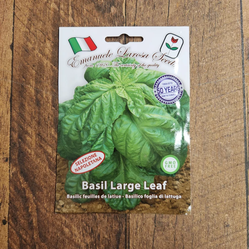 Basilic à grandes feuilles 'Foglia di Lattuga' (Ocimum basilicum)